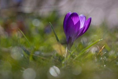 Krokus