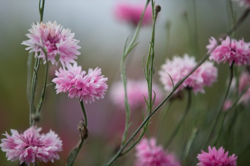 Vårblommor