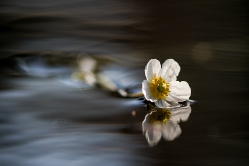 Vårblommor