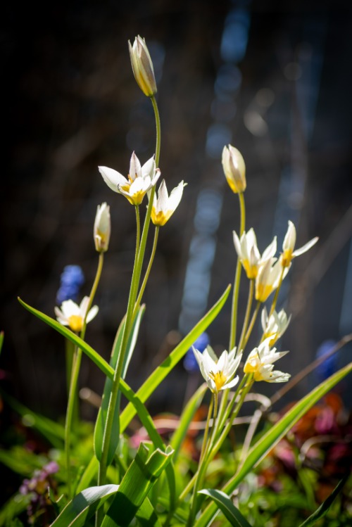 Trädgård, blommor och växter