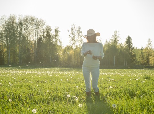 sommaräng med maskrosor i motljus