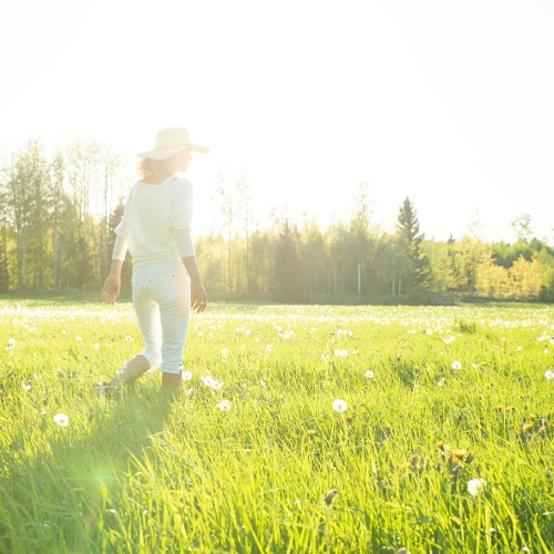 sommaräng med maskrosor i motljus
