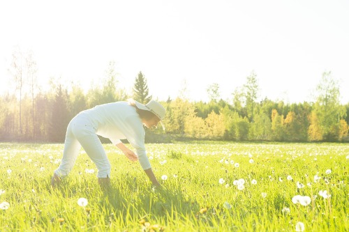 sommaräng med maskrosor i motljus