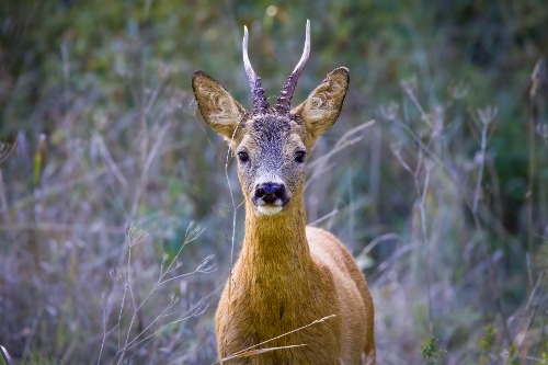 Bock