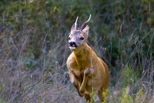 Rådjursbock språngande