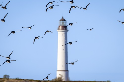 Sälskär