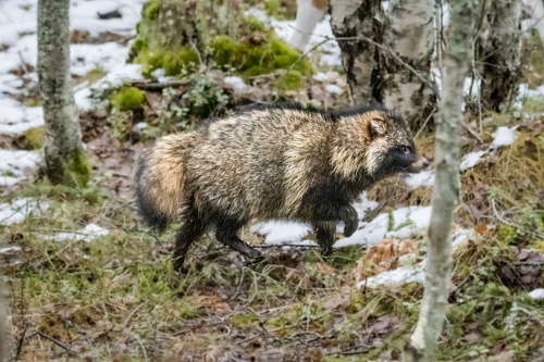 Mårdhund