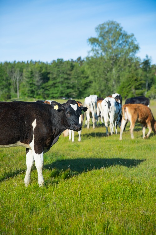 Ute på en mjölkgård