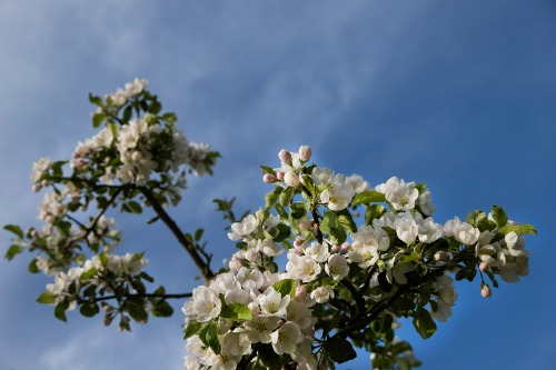 Äppelblom