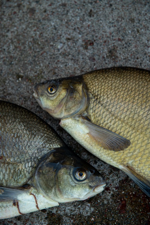 Braxen fiskas i Ämnäs