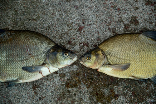Braxen fiskas i Ämnäs