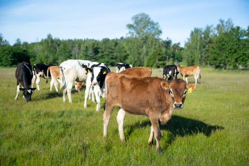 Ute på en mjölkgård