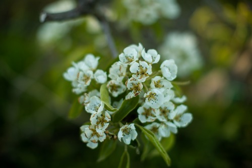 Päronblom