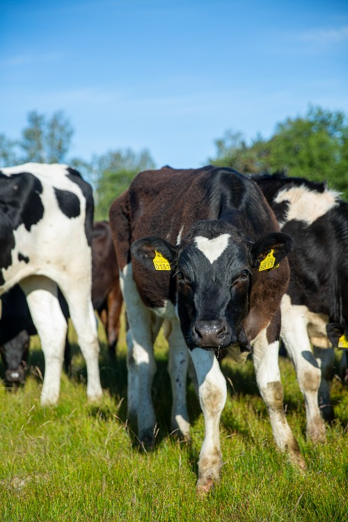 Ute på en mjölkgård