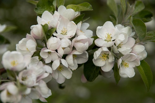 Äppelblom