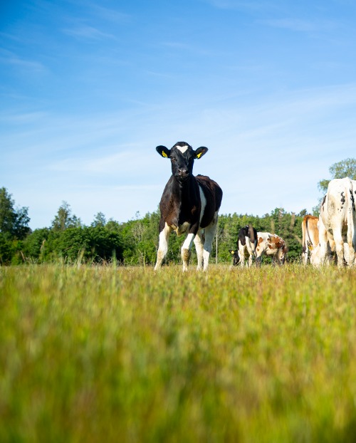 Ute på en mjölkgård