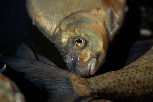 Braxen fiskas i Ämnäs