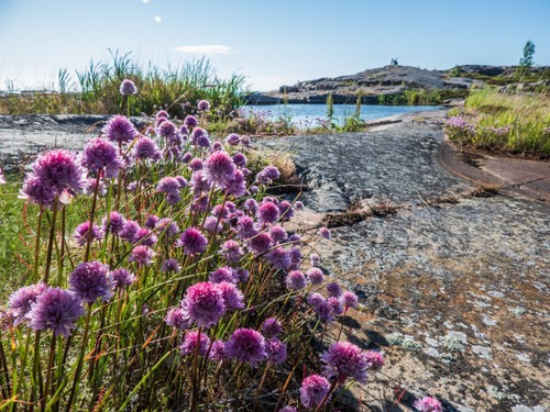 Gräslöksblommor Sältingskär
