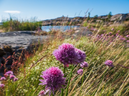 Gräslöksblommor Sältingskär