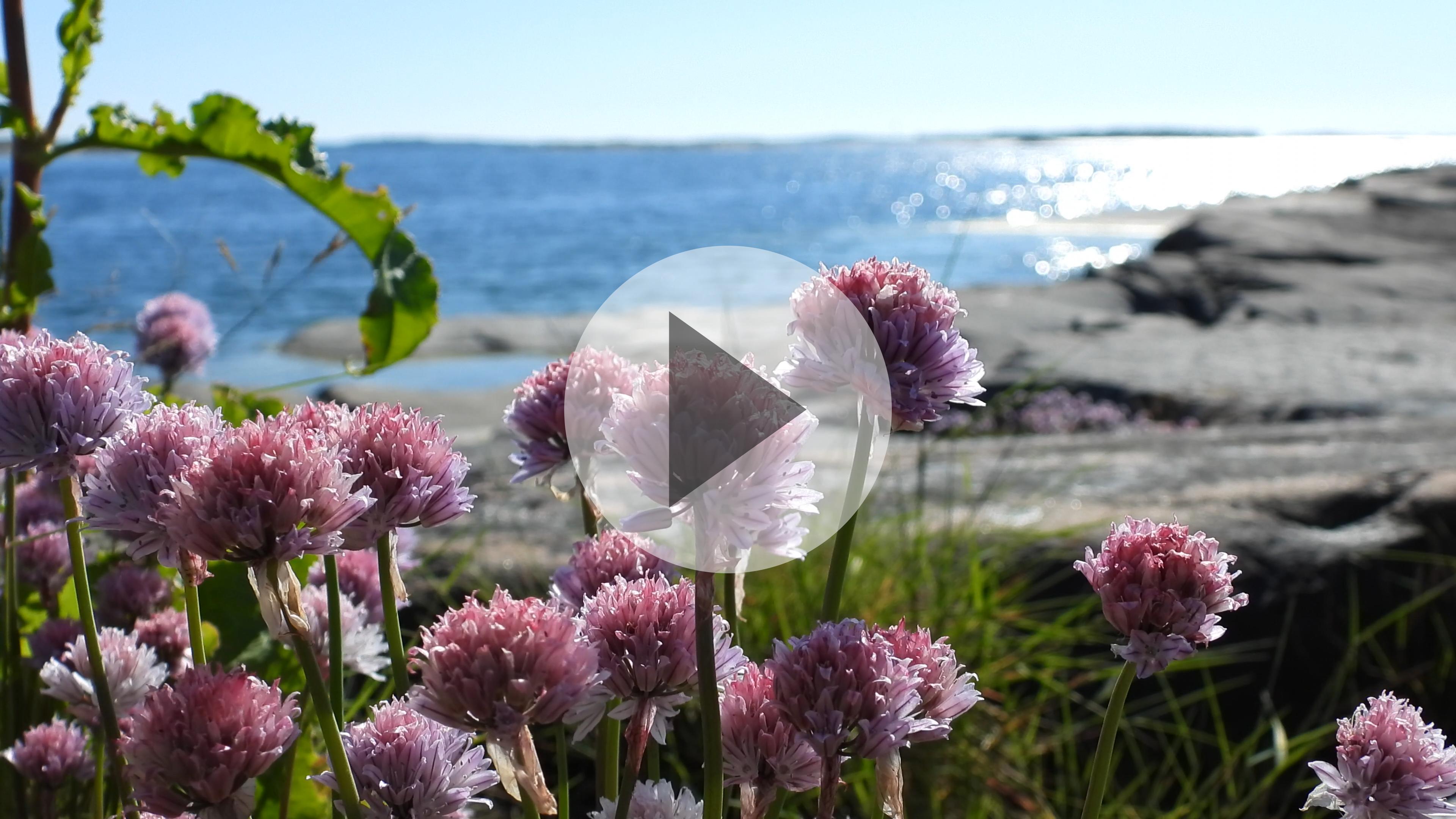 Gräslöksblommor Sältingskär