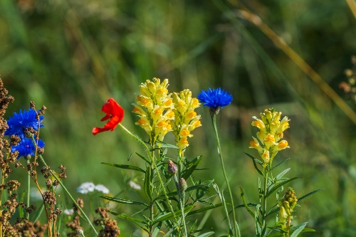 Ålandsfärgade blommor