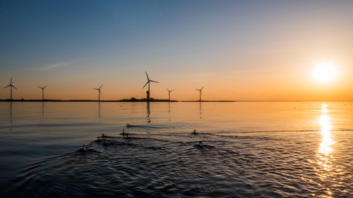 Lilla Båtskär med ejdrar
