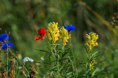 Ålandsfärgade blommor