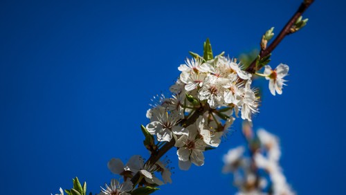 Natur växter träd