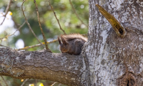 Ekorren i granen satt 