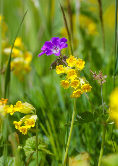 Gullviva Vårblommor