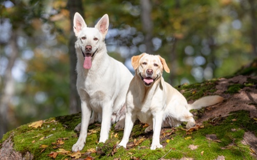 Vit Herdehund & Labrador 