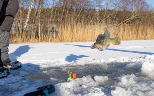 Ismete gädda Vinterfiske