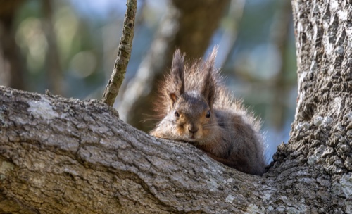 Ekorren i granen satt 